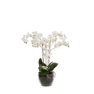 Orkidé i glas 70 cm.